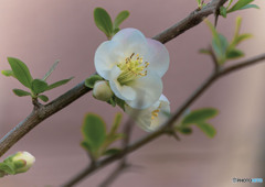 季節の花