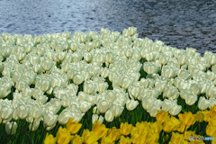 水辺のチューリップ