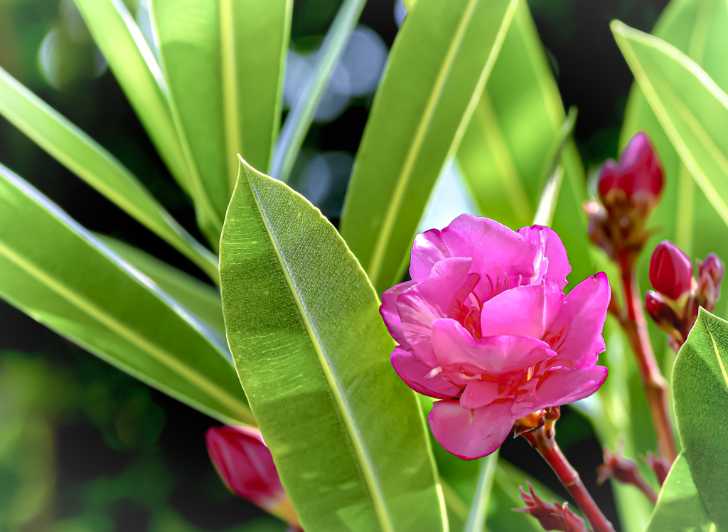 flower