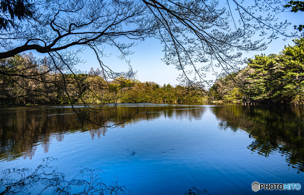 静かな春の池