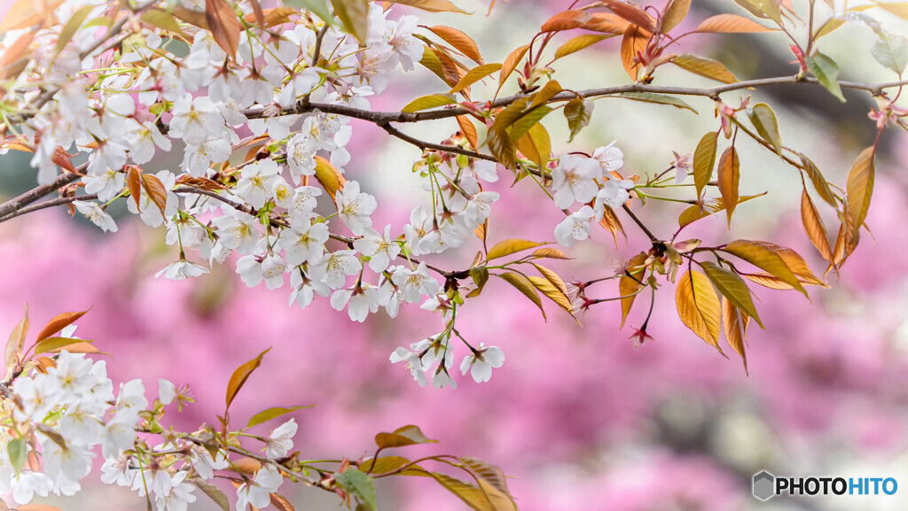 桜咲く