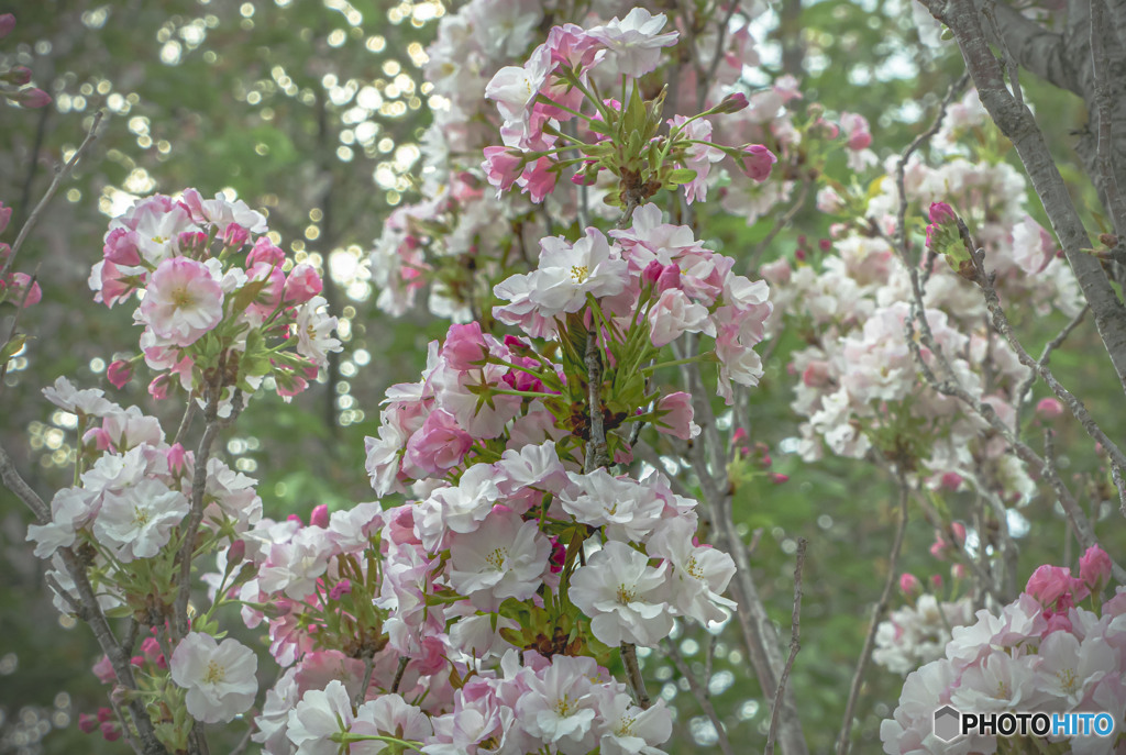 森のなかの花園