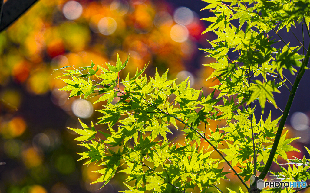 秋の青紅葉