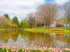 チューリップが咲く公園