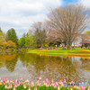 チューリップが咲く公園