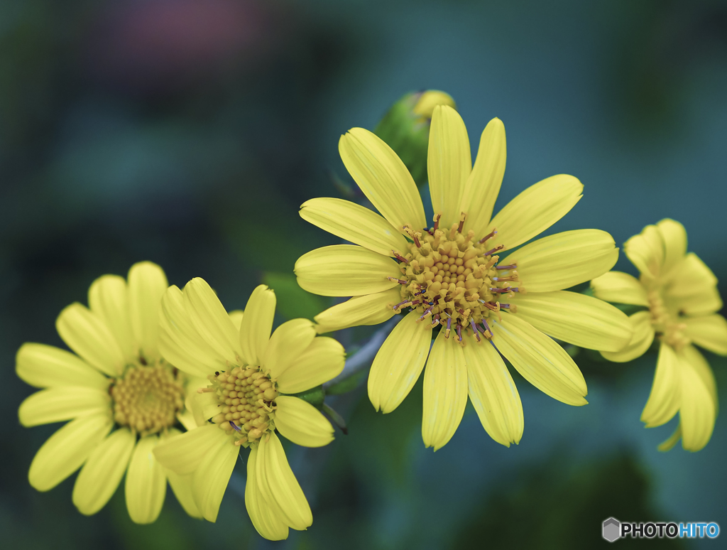 ツワブキの花