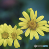 ツワブキの花