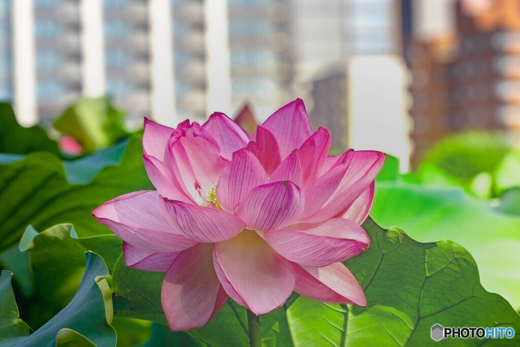 蓮の花