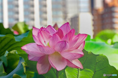 蓮の花