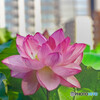 蓮の花