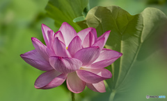 夏の花