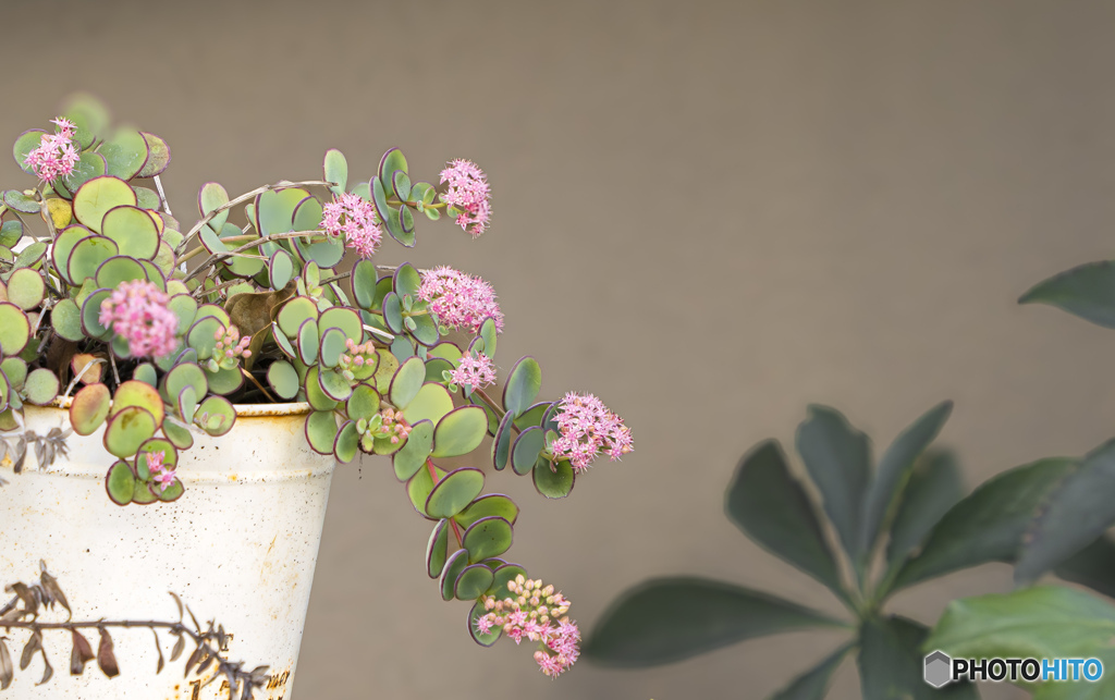 鉢植えの花