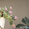 鉢植えの花