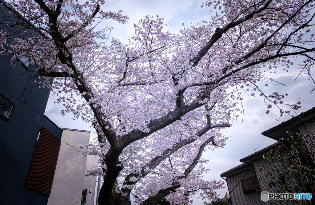 家並みに咲く桜