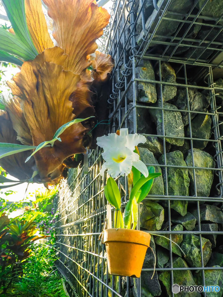 温室の植物