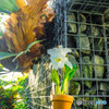 温室の植物