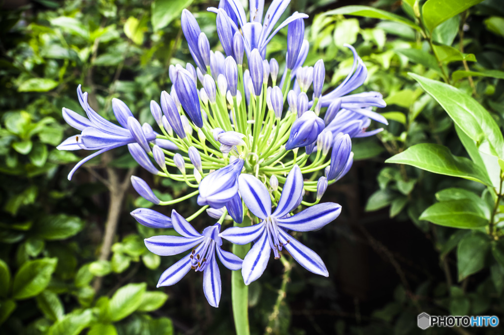  Agapanthus