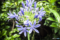  Agapanthus