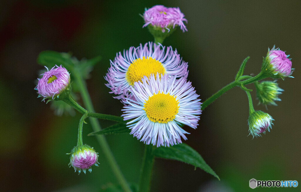 雑草の花