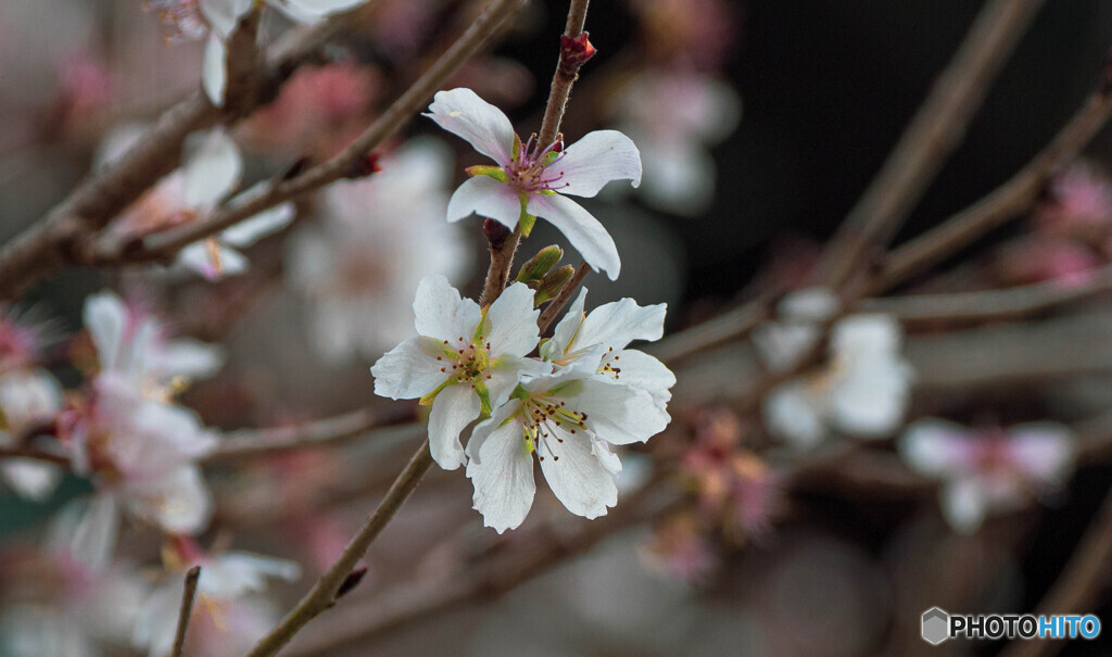 冬の桜