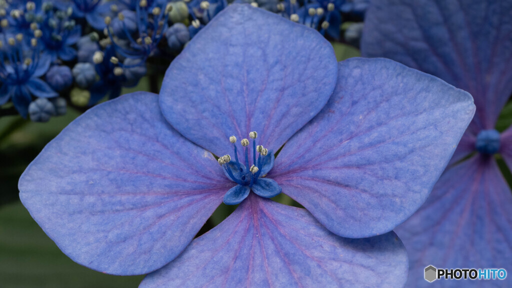紫陽花