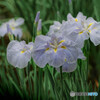 菖蒲