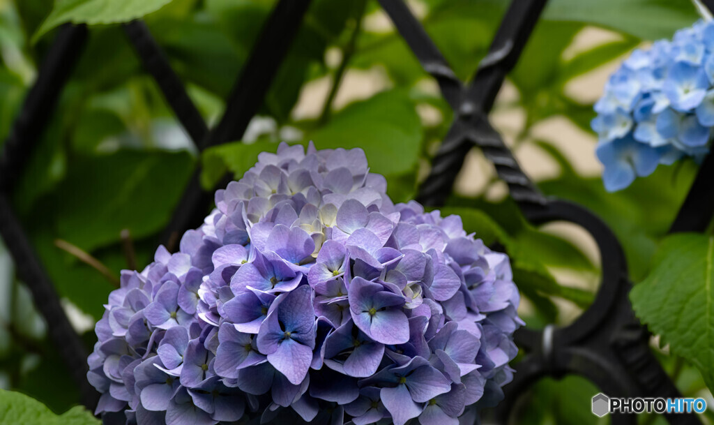 紫陽花