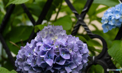 紫陽花