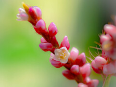 野草