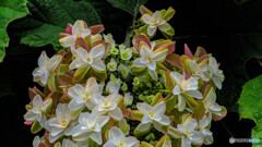 紫陽花