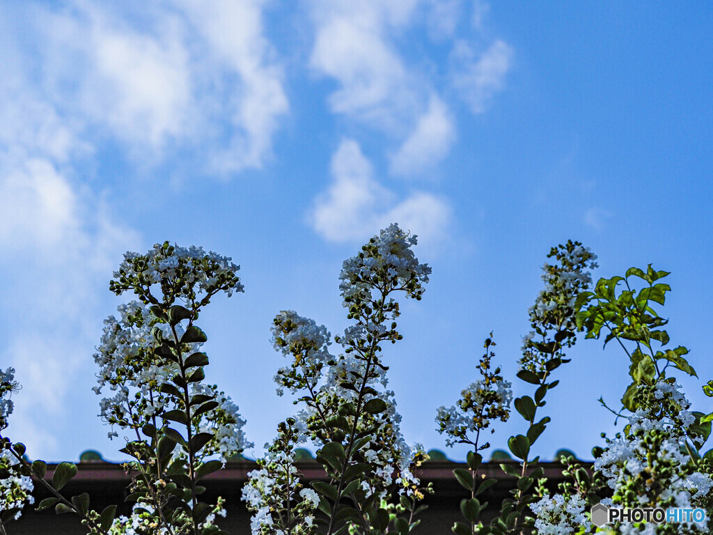 夏の空
