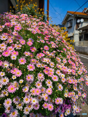 街角の花