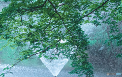 新緑と噴水