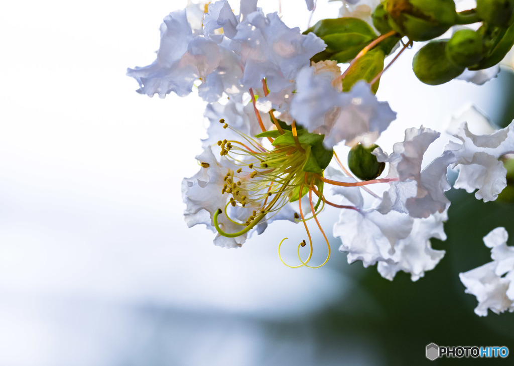 夏の花・百日紅