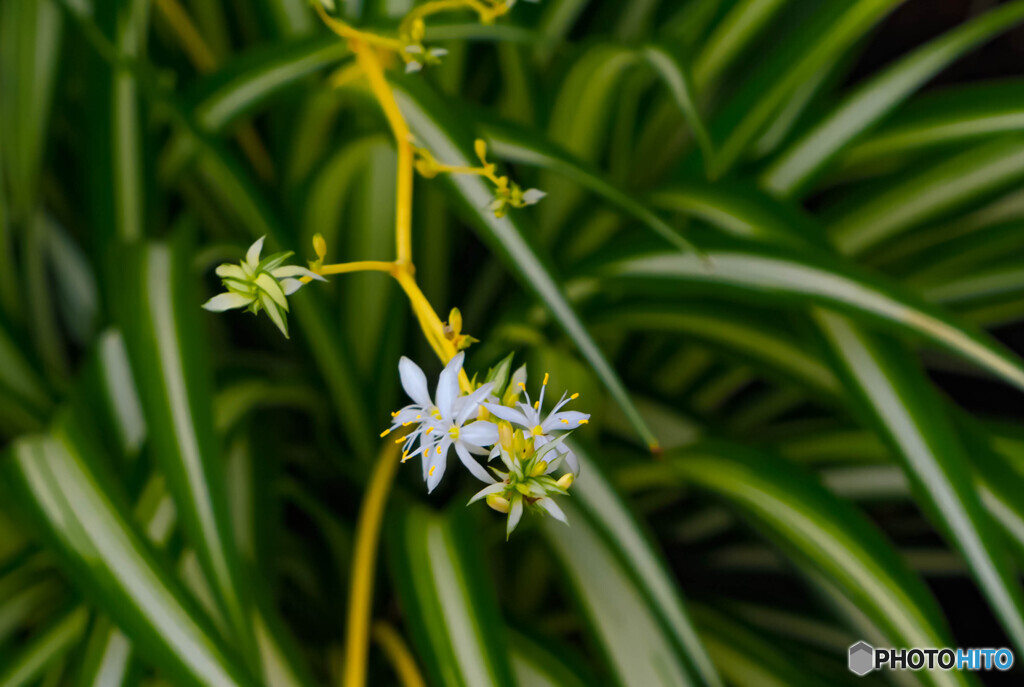 ソトフオリヅルラン