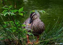 池のカモ