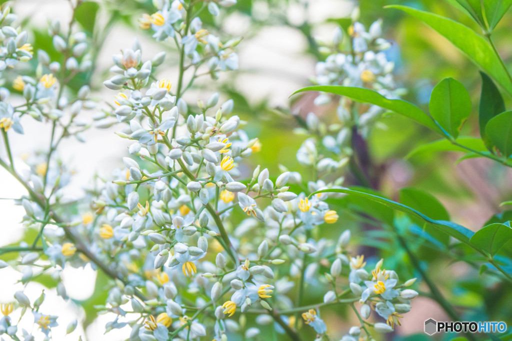 ナンテンの花