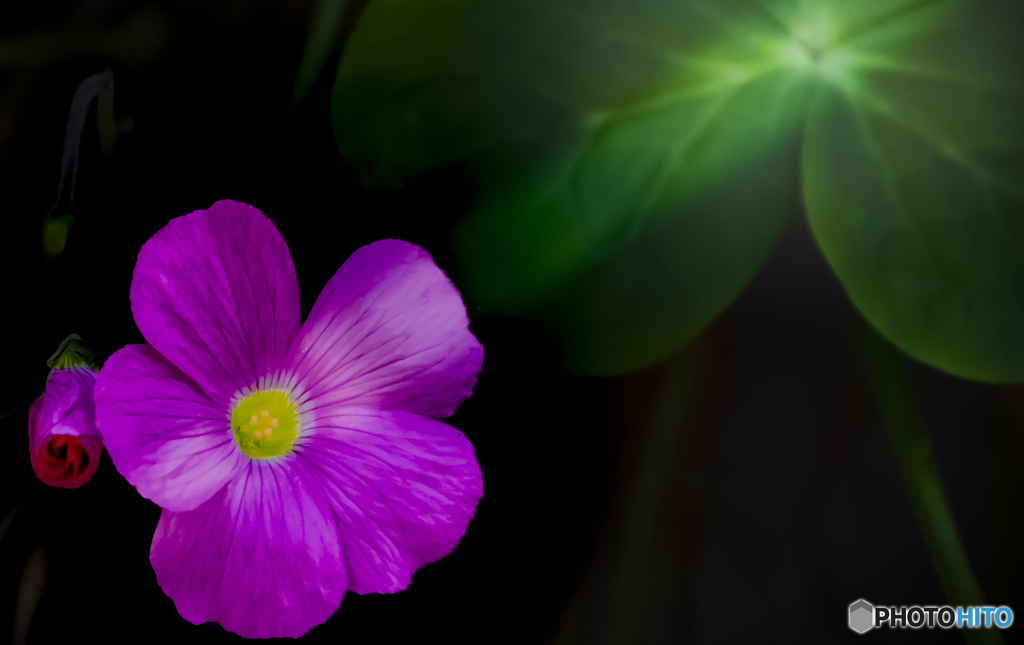 雑草花