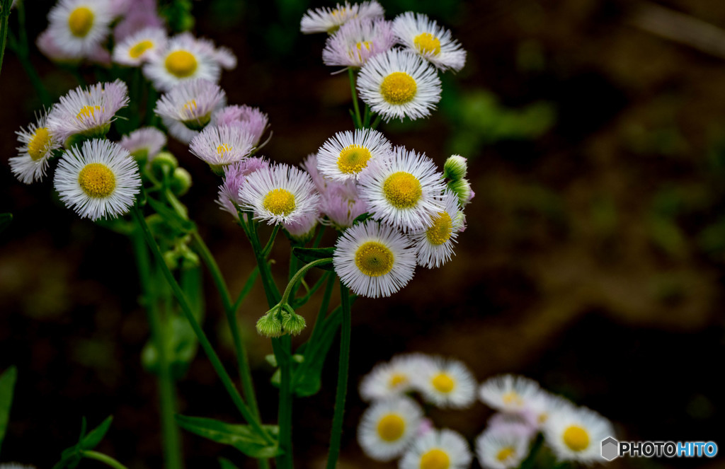 雑草の花