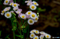 雑草の花