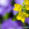 菜の花