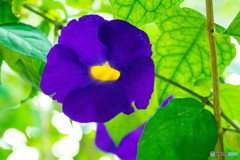 温室の花