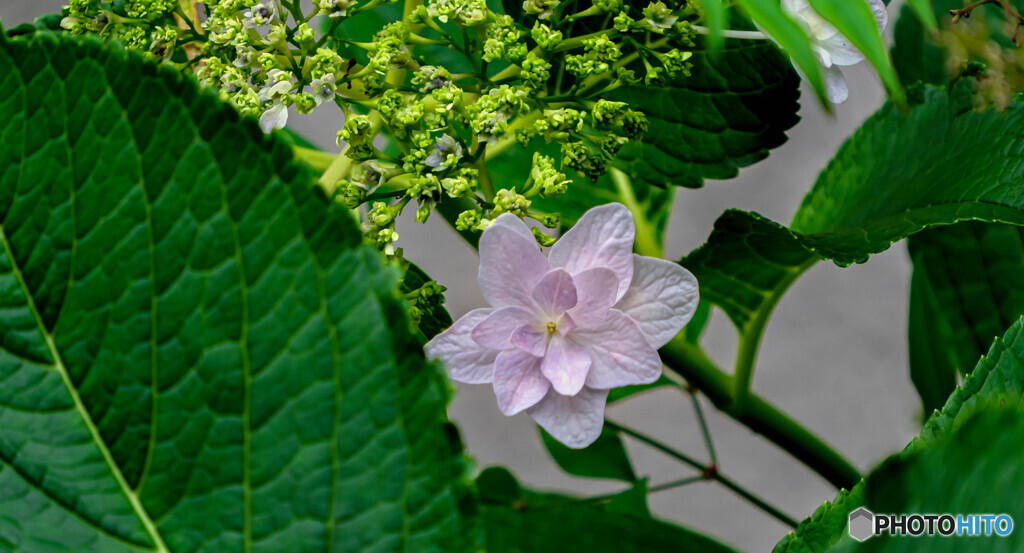 紫陽花