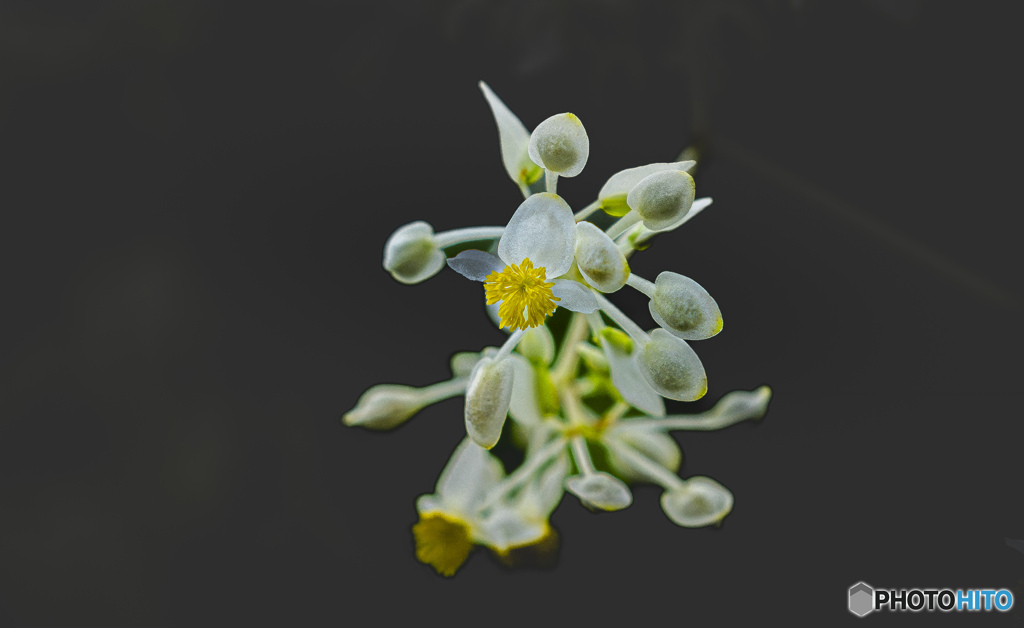 温室の花