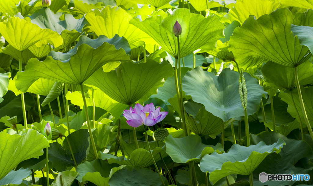 夏の思い出