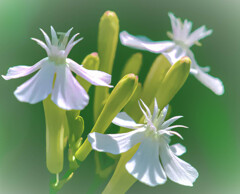 雑草の花