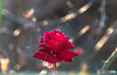 薔薇