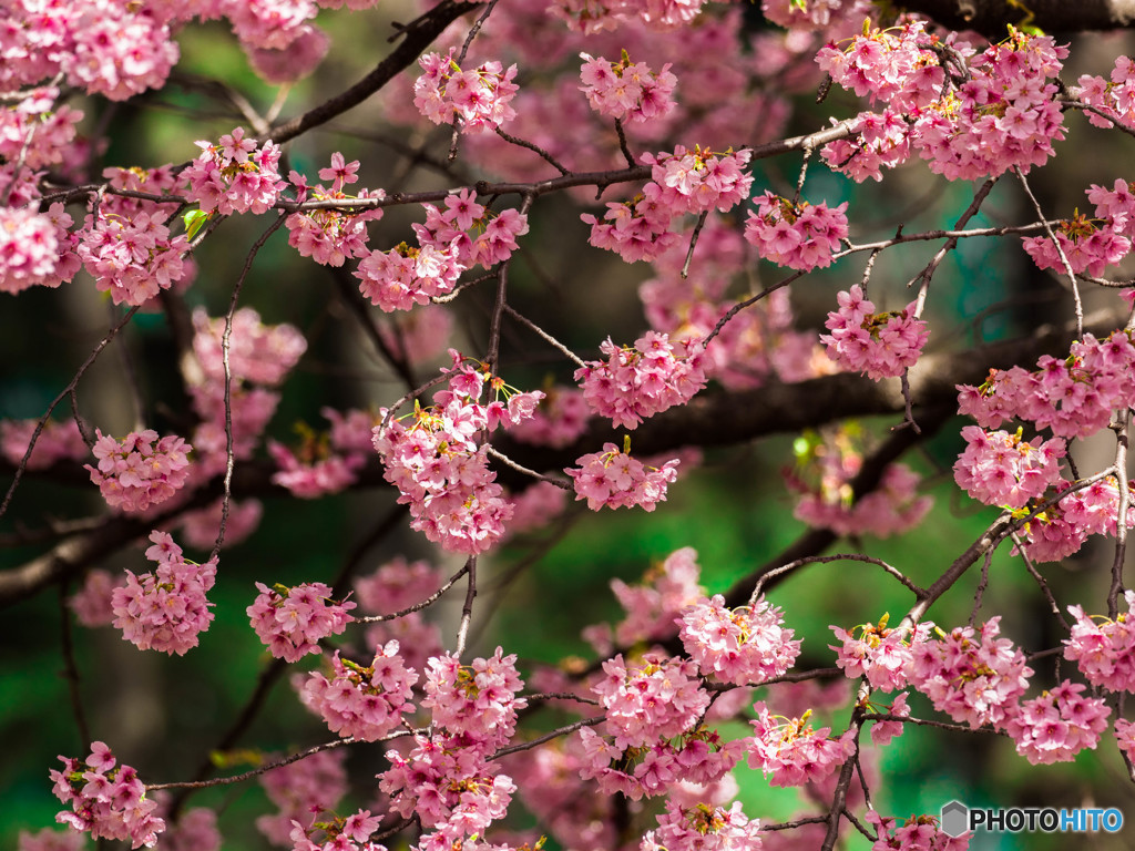 花模様