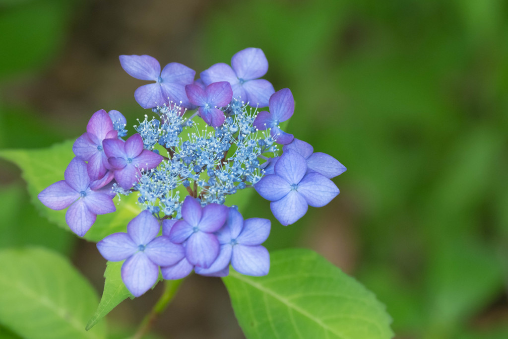 紫陽花