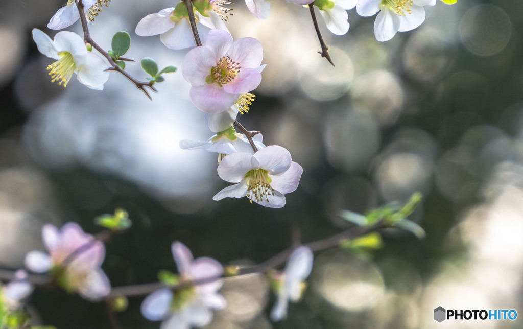 木瓜の花